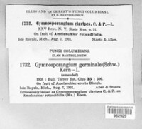 Gymnosporangium clavipes image